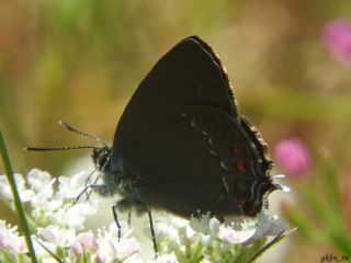 B�y�k Sevbeni&nbsp;(Satyrium&nbsp;ilicis)   G�khan Eren