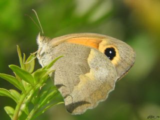 Do�u �ay�r Esmeri&nbsp;(Maniola&nbsp;telmessia)   G�khan Eren