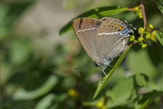 Gzel Sevbeni (Satyrium spini)   Tekin Turan