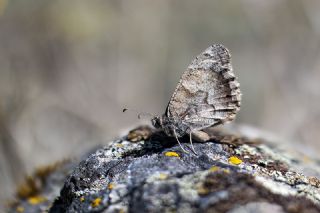 Aa Karamelei (Hipparchia statilinus)   Tekin Turan