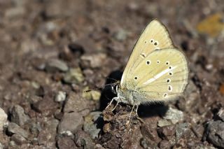 Ripart'n Anormal okgzls (Polyommatus ripartii)   Tekin Turan