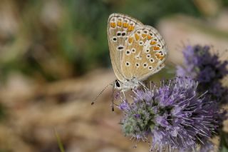 �okg�zl� Esmer&nbsp;(Aricia&nbsp;agestis)   Tekin Turan