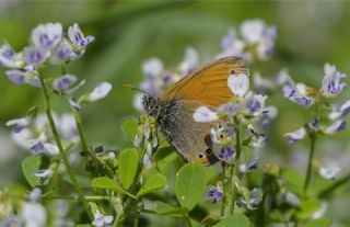 Rus Z�pz�p Perisi&nbsp;(Coenonympha&nbsp;leander)   Tekin Turan