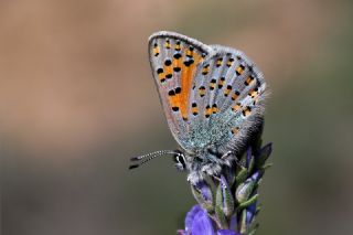 Anadolu Gelinci�i&nbsp;(Tomares&nbsp;nogelii)   Tekin Turan