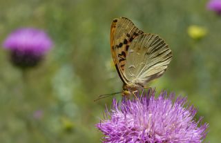 Bahadr (Argynnis pandora)   Tekin Turan