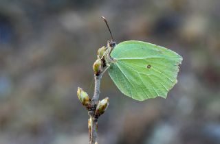 Anadolu Orakkanad (Gonepteryx farinosa)   Tekin Turan