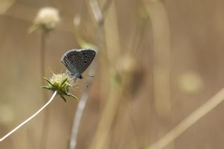 okgzl Kk Turan Mavisi (Polyommatus cornelius)   Tekin Turan