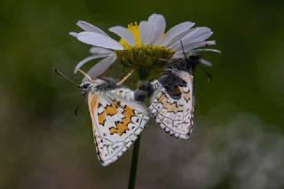 Sar Bandl Zpzp (Pyrgus sidae)   Tekin Turan