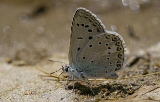okgzl Byk Turanmavisi (Polyommatus myrrha)   Tekin Turan