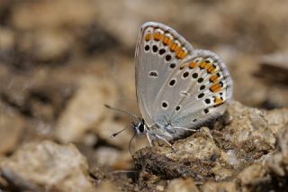 Doulu Esmergz (Plebejus carmon)   Tekin Turan