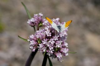 Turuncu S�sl�&nbsp;(Anthocharis&nbsp;cardamines)   Tekin Turan