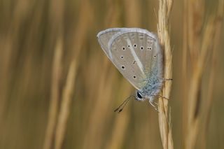 �okg�zl� Poseydon Mavisi&nbsp;(Polyommatus&nbsp;poseidon)   Tekin Turan