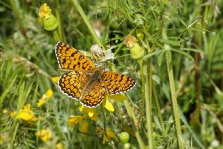 Benekli B�y�k �parhan&nbsp;(Melitaea&nbsp;phoebe)   Tekin Turan