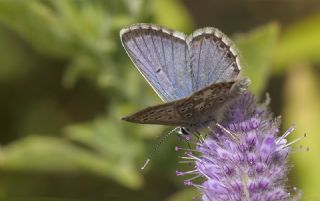 okgzl Balkan Mavisi (Aricia anteros )   Tekin Turan