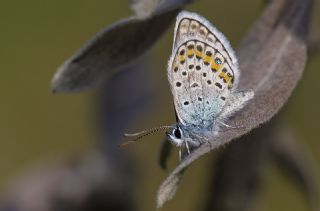 G�m�� Lekeli Esmerg�z&nbsp;(Plebejus&nbsp;argus)   Tekin Turan