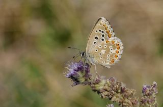 �okg�zl� G�k Mavisi&nbsp;(Polyommatus&nbsp;bellargus)   Tekin Turan