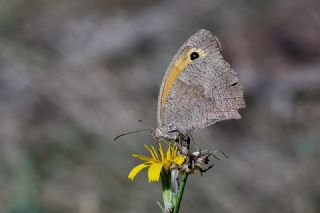 Esmerperi (Hyponephele lupina)   Tekin Turan