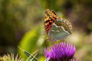 Bahadr (Argynnis pandora)   Tekin Turan