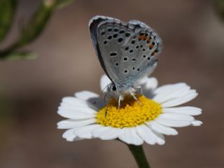 Himalaya Mavisi&nbsp;(Pseudophilotes&nbsp;vicrama)   Nuri Sand�kc�o�lu