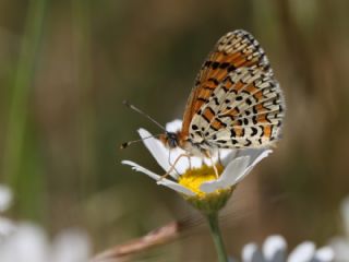 G�zel �parhan&nbsp;(Melitaea&nbsp;trivia)   Nuri Sand�kc�o�lu
