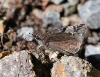 Kara Z�pz�p&nbsp;(Erynnis&nbsp;marloyi)   Nuri Sand�kc�o�lu