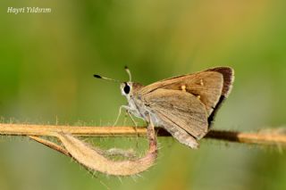 Alsides Zpzp (Eogenes alcides)   Hayri Yldrm