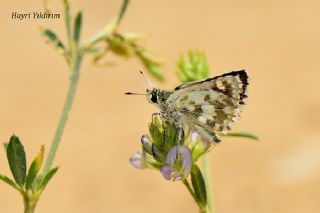 Acem Zpzp (Spialia phlomidis)   Hayri Yldrm