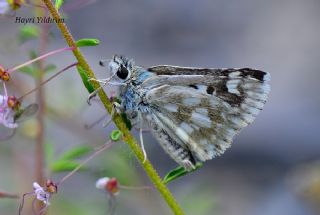 Benekli Zpzp (Muschampia plurimacula)   Hayri Yldrm