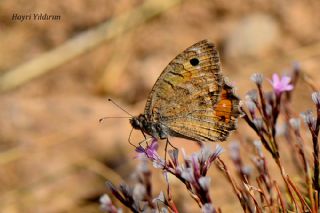 Levantin Yalanccads (Pseudochazara pelopea)   Hayri Yldrm