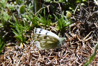 Doruklarn Beneklimelei (Pontia callidice)   Hayri Yldrm
