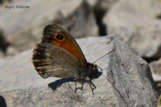Azeri Esmerperi (Hyponephele zuvandica)   Hayri Yldrm