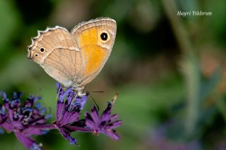 Urartu Esmerperisi (Hyponephele urartua)   Hayri Yldrm