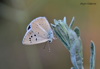 Artvin okgzls (Polyommatus artvinensis)   Hayri Yldrm