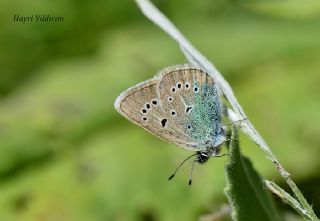 okgzl Diana Mavisi (Polyommatus diana)   Hayri Yldrm