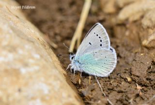 okgzl Fatma Mavisi (Polyommatus fatima)   Hayri Yldrm