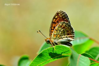 Niyobe&nbsp;(Argynnis&nbsp;niobe)   Hayri Y�ld�r�m