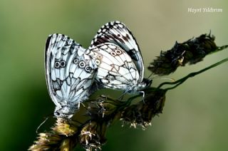 Orman Melikesi&nbsp;(Melanargia&nbsp;galathea)   Hayri Y�ld�r�m