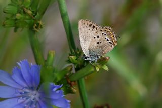 K���k Benekli Sevbeni&nbsp;(Satyrium&nbsp;ledereri )   Lale �akt� 