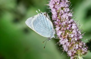 Mavi Sevbeni&nbsp;(Satyrium&nbsp;armenum)   Lale �akt� 