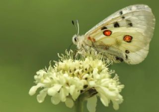 Apollo (Parnassius apollo)   Hakk BYKZTRK