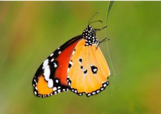Sultan (Danaus chrysippus)   Hakk BYKZTRK