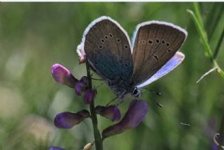 okgzl Rus Mavisi (Polyommatus coelestina)   Hakk BYKZTRK