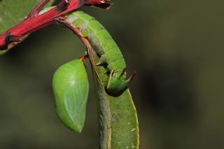 Sandal Aac (Arbutus andrachne)