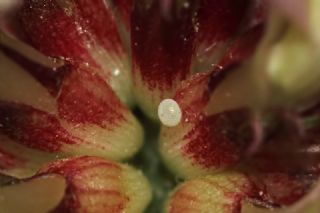 Meşe Üçgülü (Trifolium physodes)