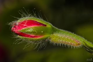 Sardunya (Pelargonium hybrida)