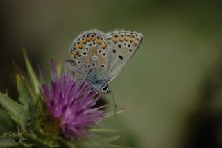 okgzl Balkan Mavisi (Aricia anteros )