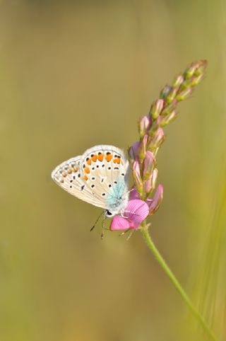 okgzl Mavi (Polyommatus icarus)