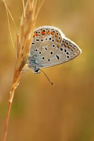 okgzl Mavi (Polyommatus icarus)