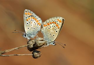 okgzl Esmer (Aricia agestis)