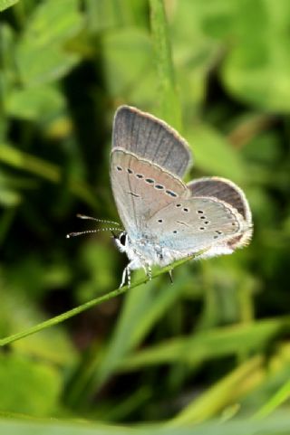 Minik Kupid (Cupido minimus)